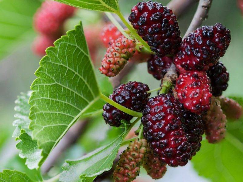 Шелковица купить саженцы из питомнике в Брянске