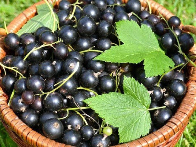 Смородина купить саженцы из питомника в Брянске