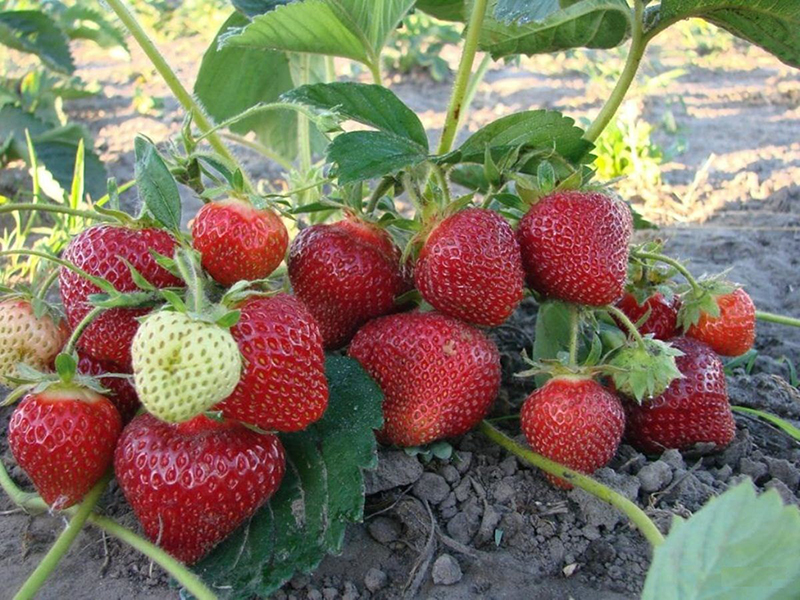 Клубника купить саженцы из питомника в Брянске