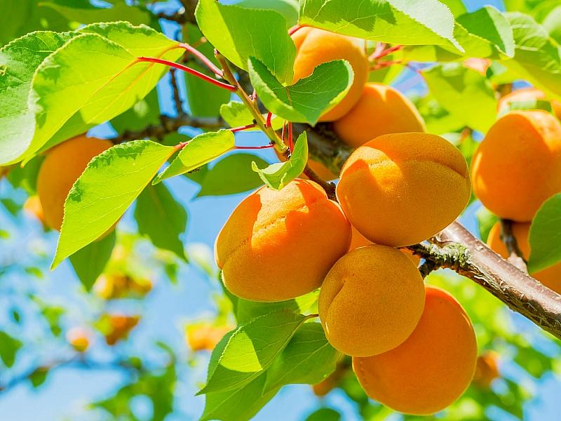 Абрикос купить саженцы из питомнике в Брянске