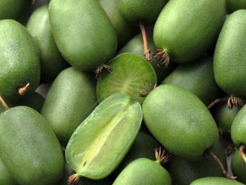 Актинидия купить саженцы из питомнике в Брянске