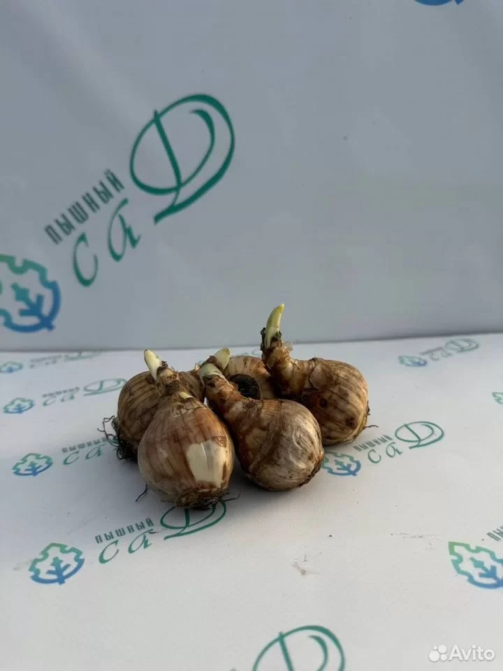 Нарцисс "АВАЛОН" (5 штук)